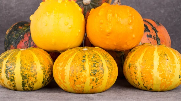 Sonbaharda hasat kabaklar