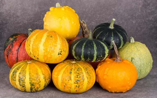 Récolter citrouilles décoratives lumineuses — Photo