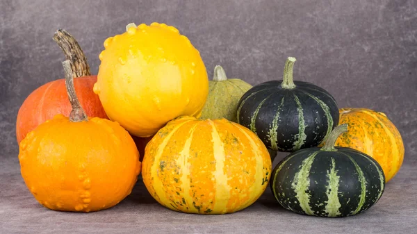 Récolter citrouilles décoratives lumineuses — Photo