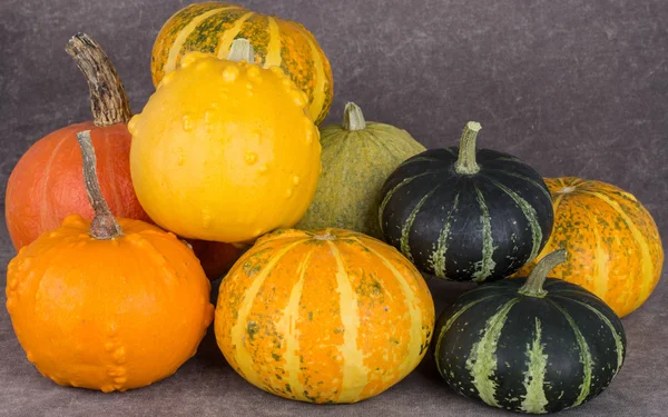 Harvest bright decorative pumpkins