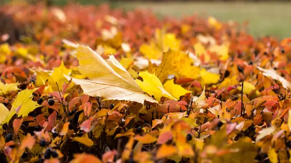 Autumn texture leaves — Stock Photo, Image