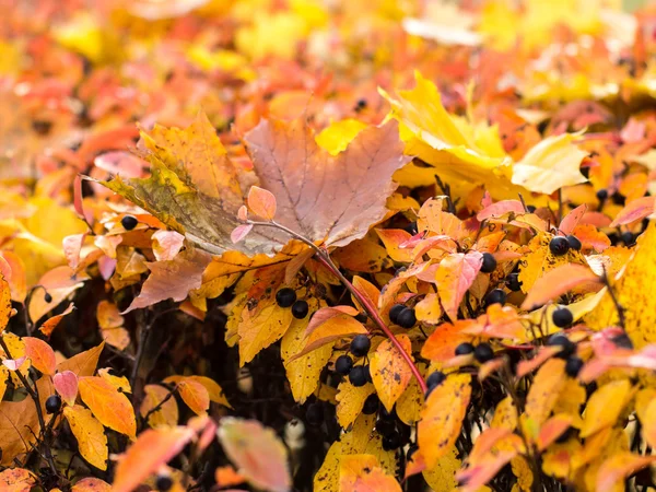 Autumn texture leaves — Stock Photo, Image