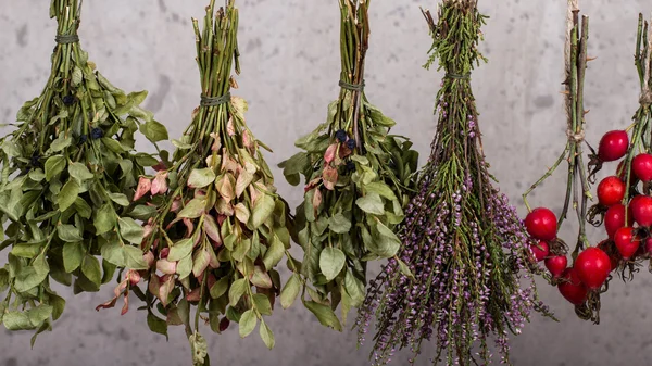Dried herbs and berries — Stock Photo, Image