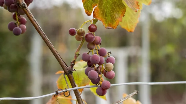 Cosecha de otoño, uvas — Foto de Stock