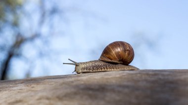 Doğa, gezinme salyangoz.