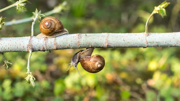 Příroda, procházení šnek. — Stock fotografie