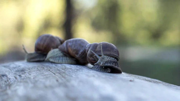 Příroda, procházení šnek. — Stock fotografie