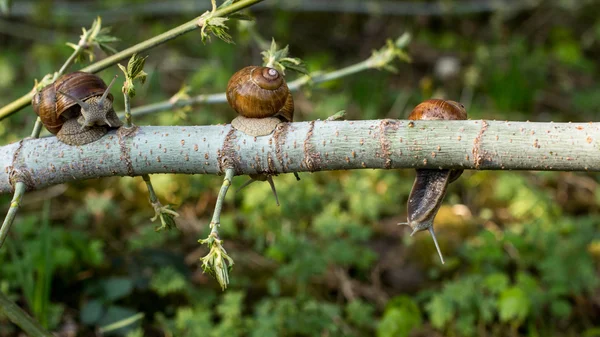 Nature, escargot rampant . — Photo