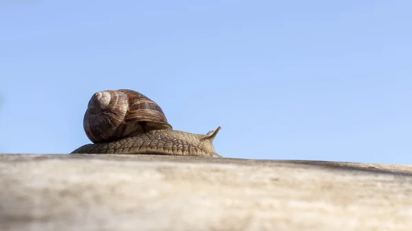 自然，爬行的蜗牛. — 图库照片