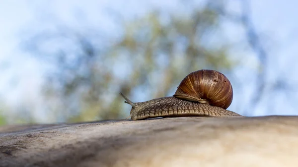 自然，爬行的蜗牛. — 图库照片