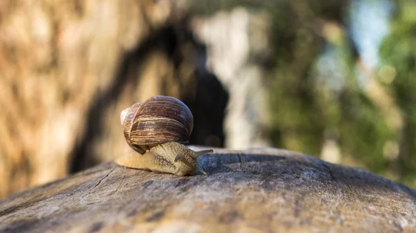 자연, 크롤링 달팽이. — 스톡 사진