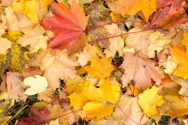 Akçaağaç yaprakları sonbaharda