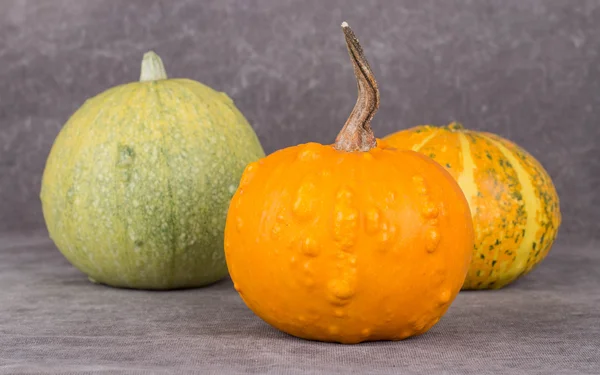 Bright decorative pumpkins. — Stock Photo, Image