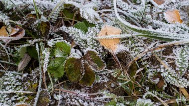 Yaprakların üzerine parlayan frost.
