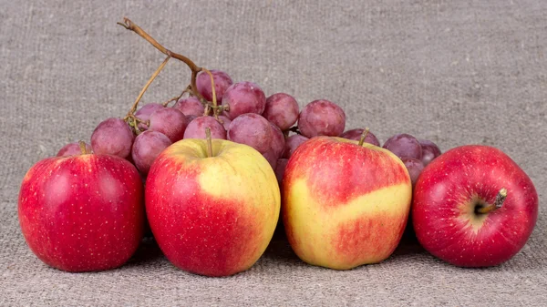 Podzimní sklizeň jablek. — Stock fotografie