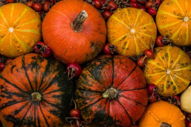 Sonbaharda hasat dekoratif kabaklar.