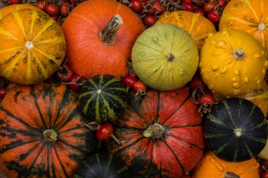 Sonbaharda hasat dekoratif kabaklar.