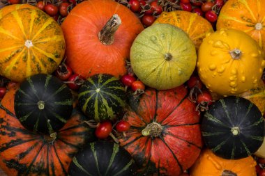 Sonbaharda hasat dekoratif kabaklar.