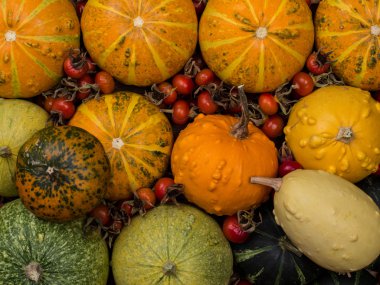 Sonbaharda hasat dekoratif kabaklar.