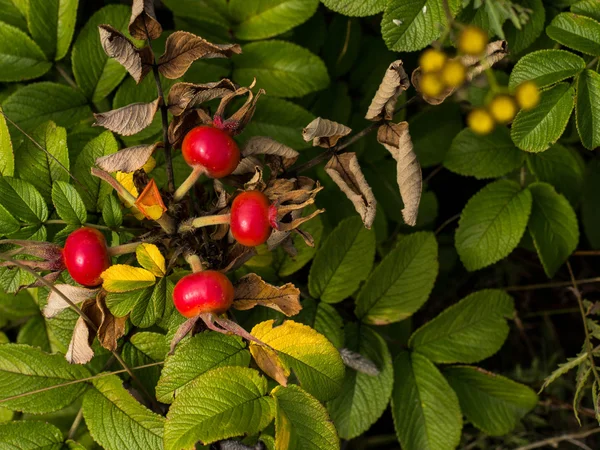 Berry rozenbottels wild — Stockfoto