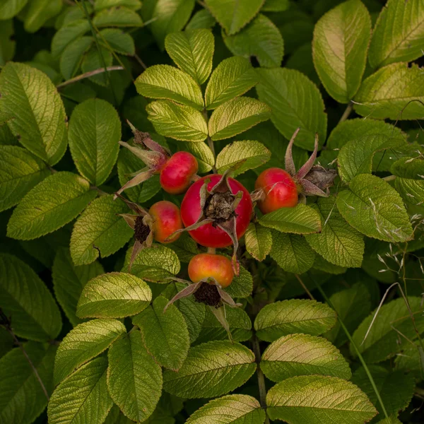 Berry rozenbottels wild — Stockfoto