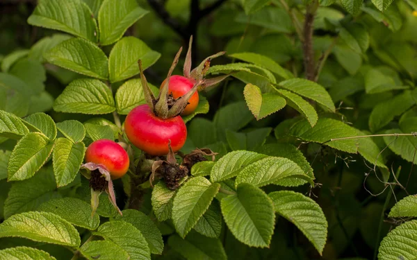 Bacche di rosa canina selvatica — Foto Stock