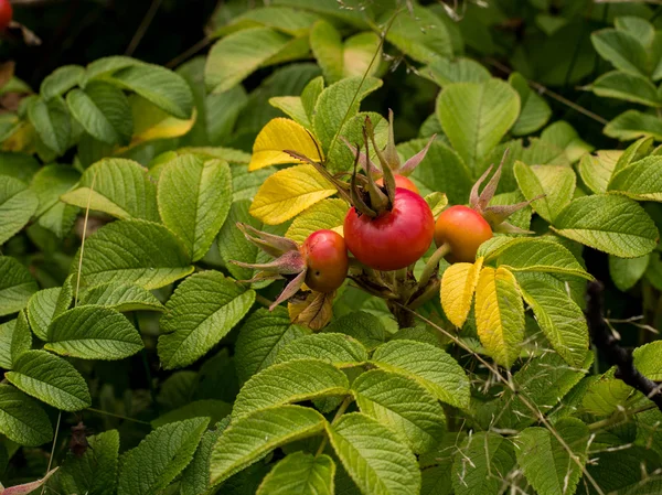 Bacche di rosa canina selvatica — Foto Stock