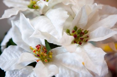 Beyaz Noel yıldızı bitkisinin kumaş yaprakları 