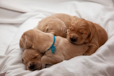 Dört yeni labrador ya da altın köpek yavrusu uyurken ısınmak için üst üste yığıldılar. 