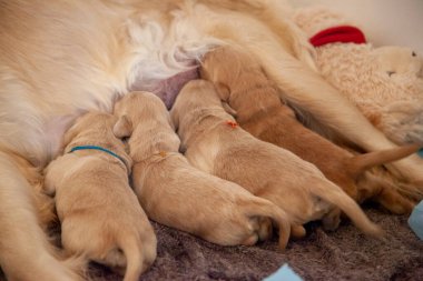 Çok küçük altın köpek yavruları kuyruklarını ve popolarını gösterir. 