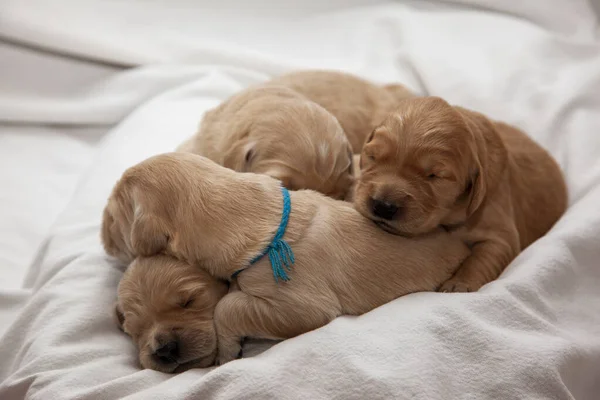 four new labrador or golden puppies have piled on top of each other for warmth while they sleep