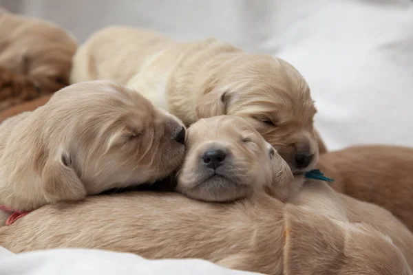 Jeden Nowy Złoty Szczeniak Daje Śpiący Pocałunek Swojemu Rodzeństwu — Zdjęcie stockowe