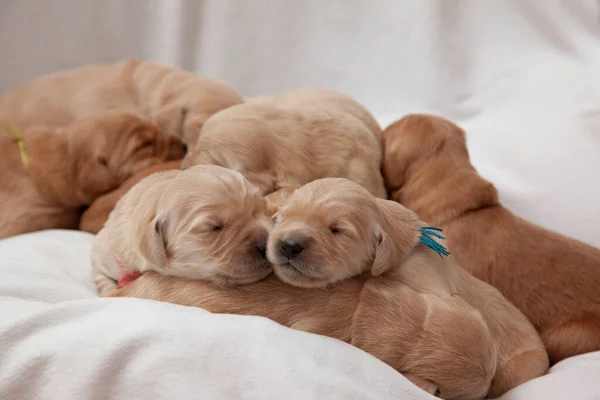 Doux Petits Chiens Nouveau Nés Recroquevillés Ensemble Sieste Sur Une — Photo