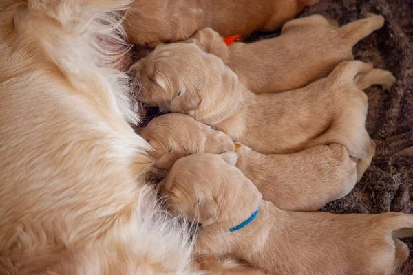 Bir haftalık Golden Retriever yavruları annelerini emziriyor. 