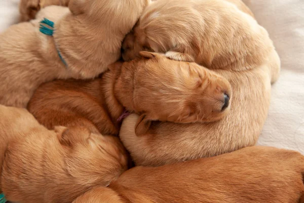 Blick Auf Einen Haufen Schlafender Kuschelwelpen — Stockfoto