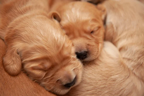 Tiny Week Old Sleeping Puppies Snooze Snuggle Together Beautiful Golden Stock Photo