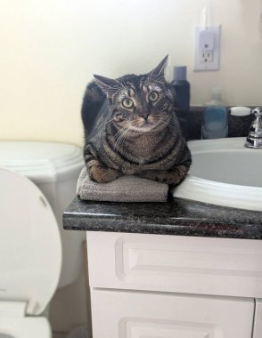 Gri ve siyah bir tekir kedi banyo tezgahında katlanmış gri bir el havlusunun üzerinde oturur, ön pençeleri ekmek somunu pozuna sokulmuştur. Lavabo görünüyor, tuvaletin bir kısmı, gece lambasıyla aydınlatılmış bir fiş, ve beyaz bir dolap, komik ve birbiriyle bağlantılı bir şey yakıyor.