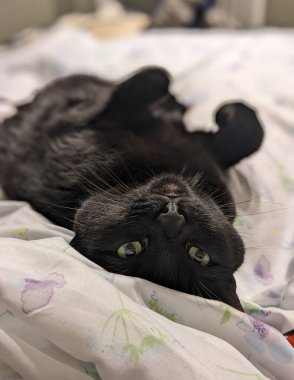 Yumuşak siyah bir kedi yavrusu soluk çiçeklerle desenli beyaz bir çarşafın üzerinde baş aşağı yatıyor. Sarı-yeşil gözler kameraya bakıyor, ve ön pençeler havada asılı..