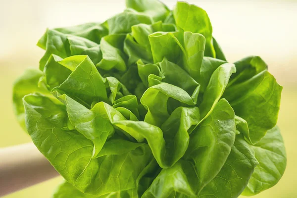 Blick auf die schönen Blätter eines frischen Kopfes süßer Buttersalat. — Stockfoto