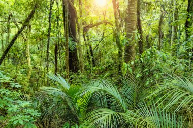 Lush Green Tropical Jungle clipart