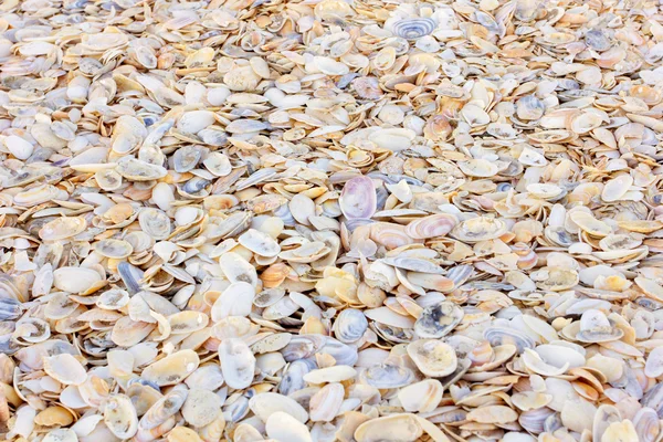 Färgglada Sea Shell bakgrund — Stockfoto