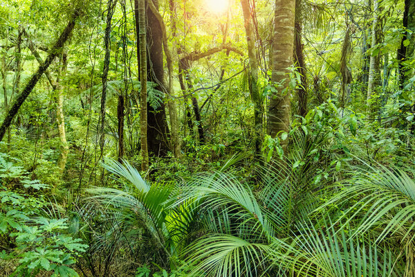 Lush Green Tropical Jungle