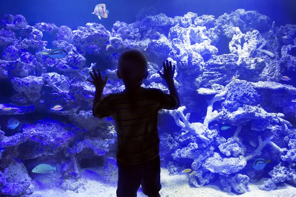 Niño viendo peces en el acuario — Foto de Stock