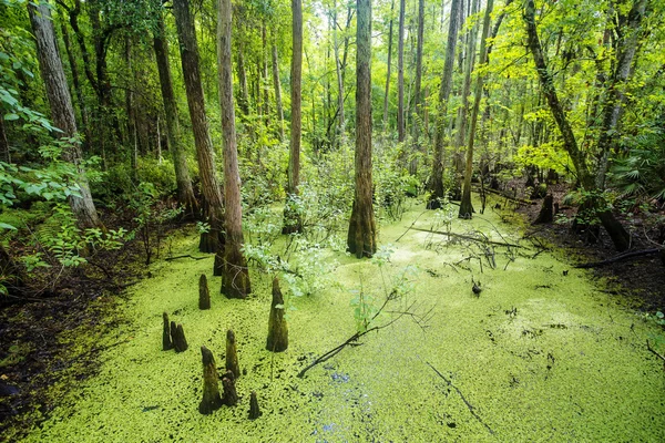 Зелене болото і тропічний ліс — стокове фото