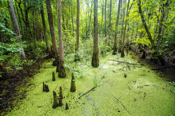 green swamp and tropical forest