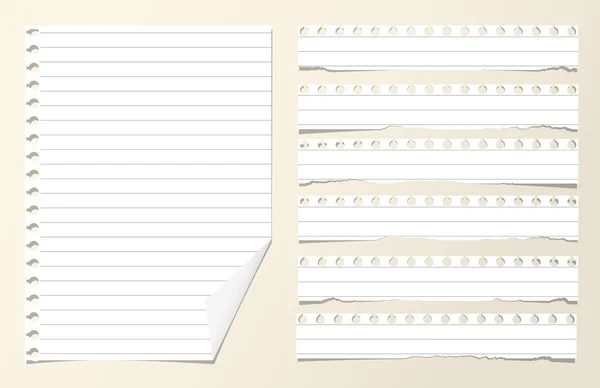 Pieces of white ruled blank notebook paper sheets — Stock Vector