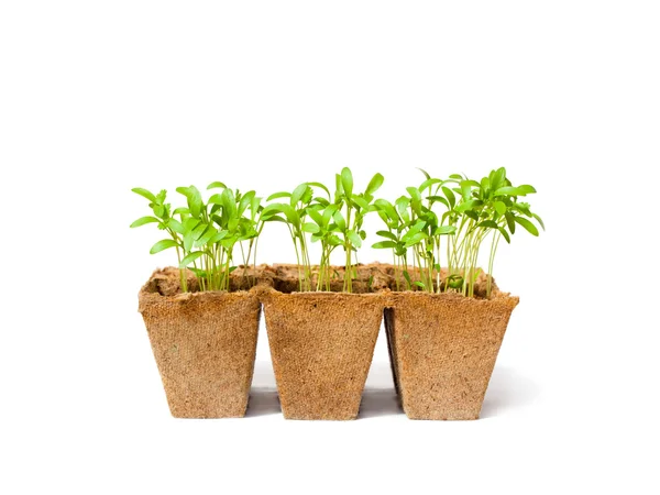 Genç taze kişniş turba tencere beyaz bir arka plan üzerinde duruyor