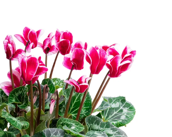 Kleurrijke Cyclamen Bloemen Geïsoleerd Wit — Stockfoto