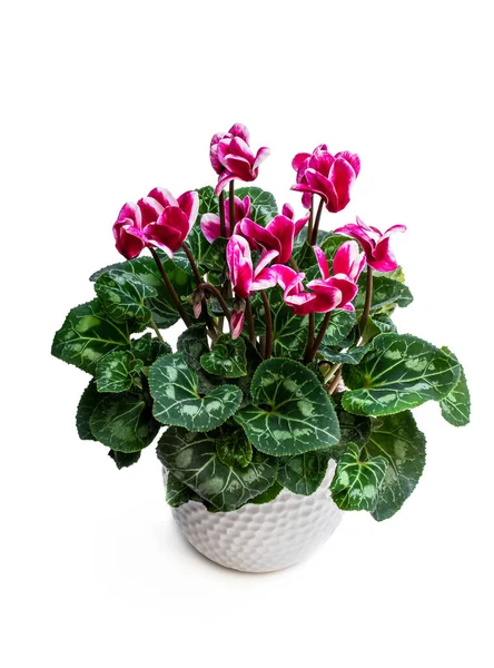 Colorful Cyclamen Flower Clay Pot Isolated White — Stock Photo, Image