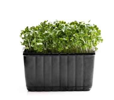 Tereyağı salatası beyaz arkaplanda izole 